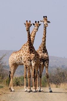 Cherchez le sens des songes de girafes